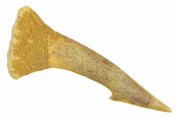Fossil Sawfish (Onchopristis) Rostral Barb - Morocco #356456